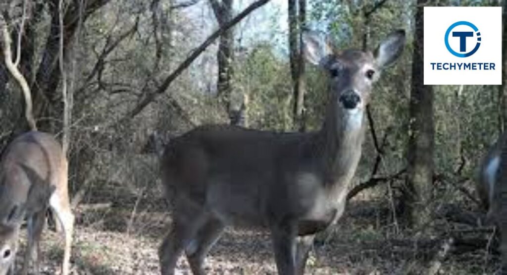 How to Use Moultrie Trail Cameras for Deer Hunting