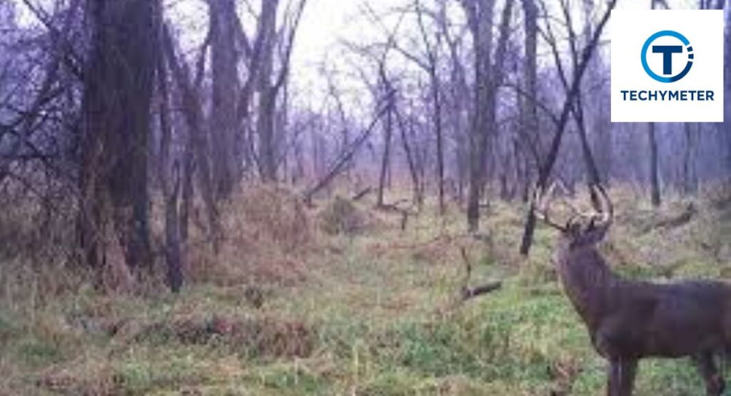 Image Quality and Video Resolution in Moultrie Trail Cameras