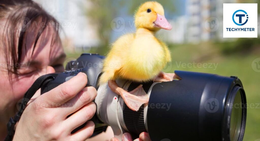 The History and Origin of the Camera Duck Trend